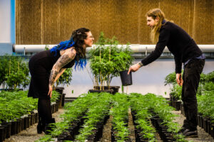 Woman and man smell cannabis plants